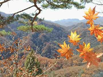 澳門(mén)一肖一碼100準(zhǔn)免費(fèi)——揭示背后的犯罪風(fēng)險(xiǎn)與警示