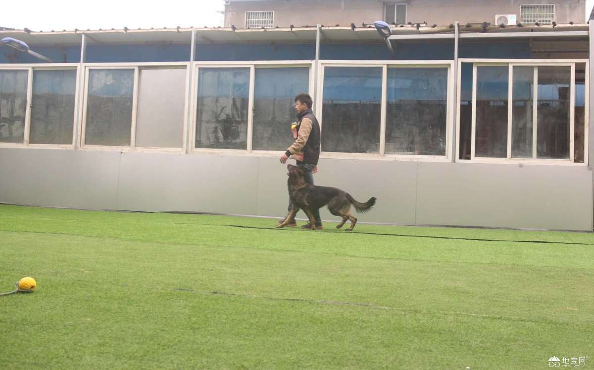九江犬業(yè)最新種公犬，引領(lǐng)犬界的新標(biāo)桿
