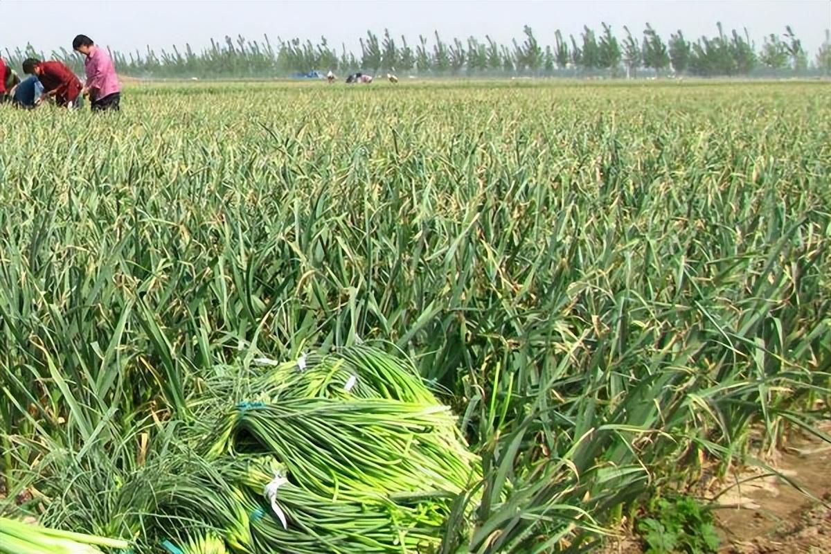 國際大蒜貿(mào)易網(wǎng)最新價格動態(tài)分析