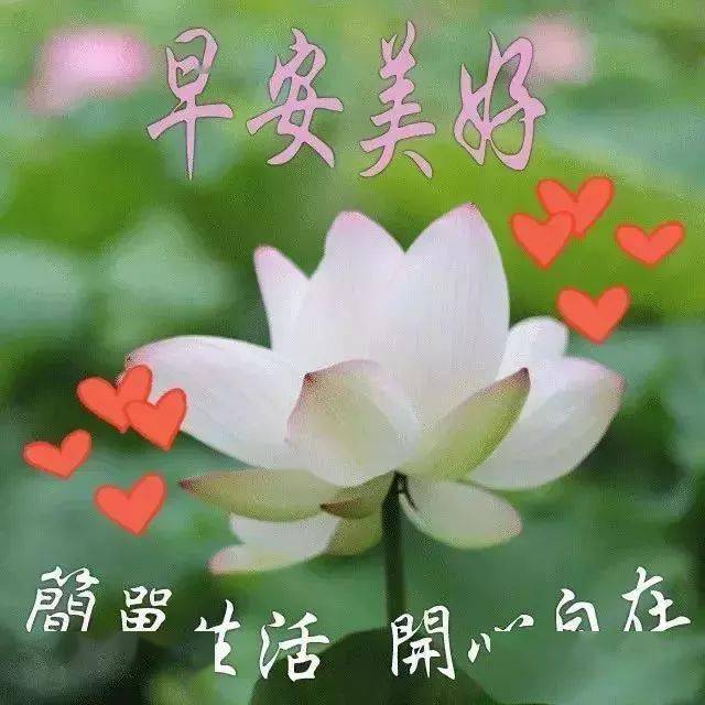 最新早上好圖片，喚醒美好一天的溫馨問候
