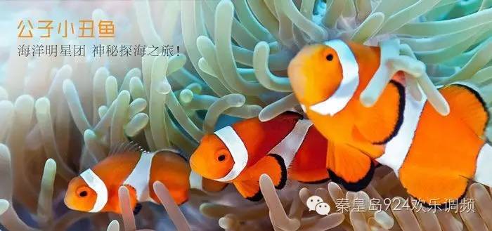 探索新奧世界，2024正版資料四不像的獨特魅力